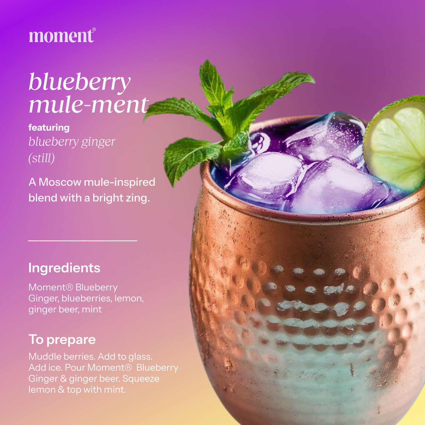 blueberry ginger (botanical tea | 12 pack)