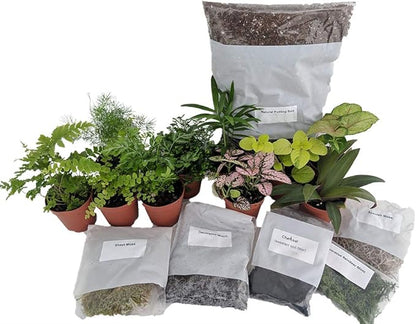 Hirt's Terrarium Kit with 5 Terrarium Plants and 5 Ferns