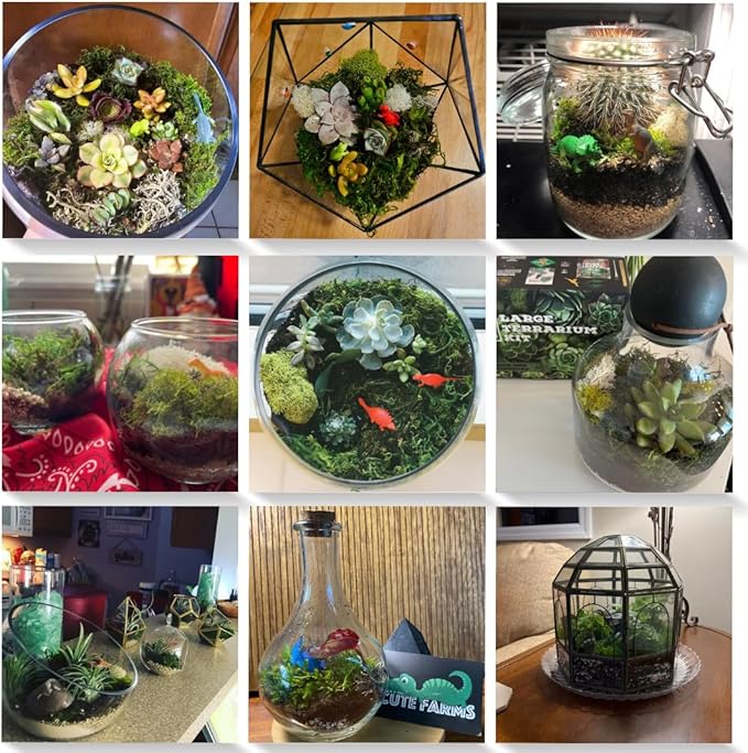 Cute Farms Terrarium Starter Kit | Moss, Vermiculite, Soil, Pebbles, Plant Food, & Finishing Tools (Medium Kit + Live Plants)
