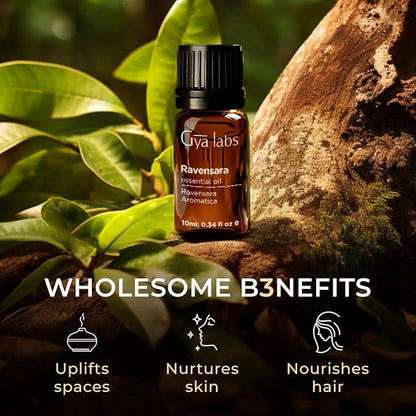 Gya Labs Ravensara Essential Oil for Diffuser - 0.34 Fl Oz - 100% Pure Natural Ravensara Oil for Skin, Hair, Aromatherapy & Candle Making Scent