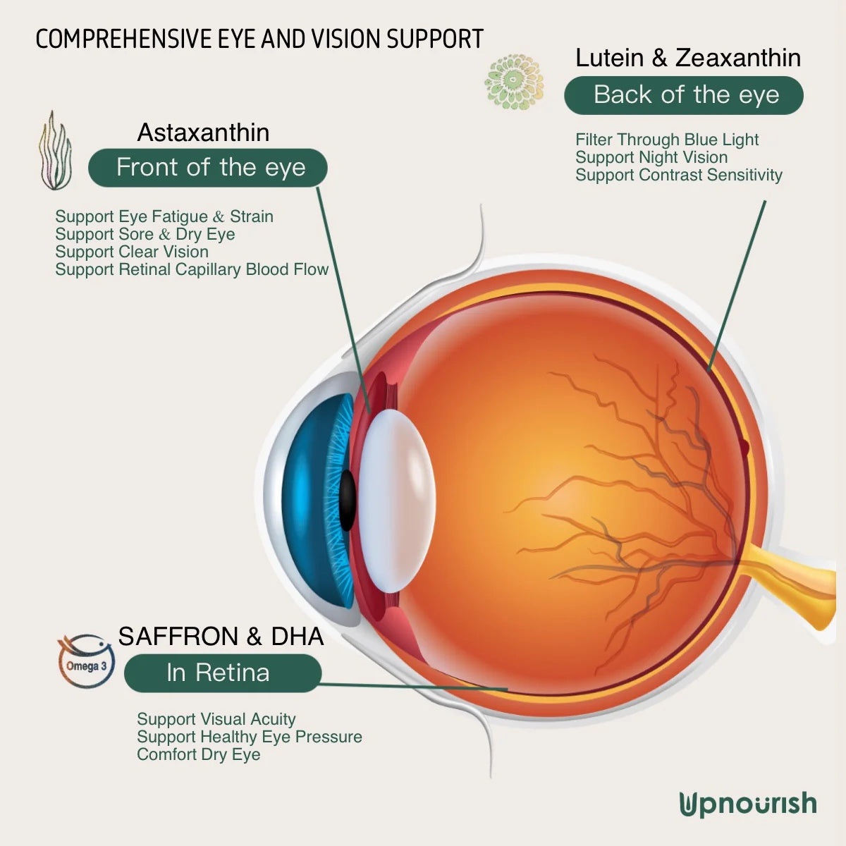 Areds 2 Plus - Ocular Protocol